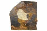 Fossil Ginkgo Leaf From North Dakota - Paleocene #262622-1